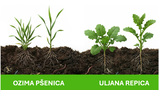 Prihranite ozimu pšenicu i uljanu repicu pravodobno!